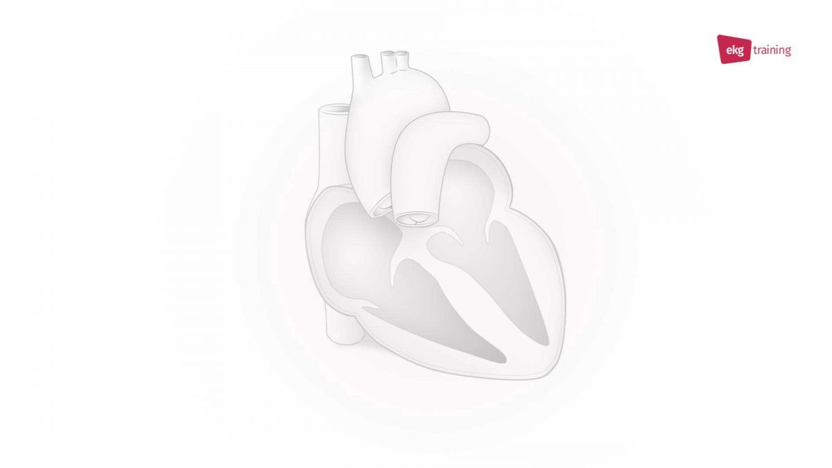 Video Stil aus dem Erklaerfilm ekg.training Herz